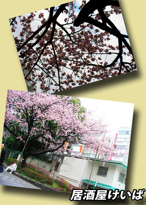 上野公園の桜.jpg